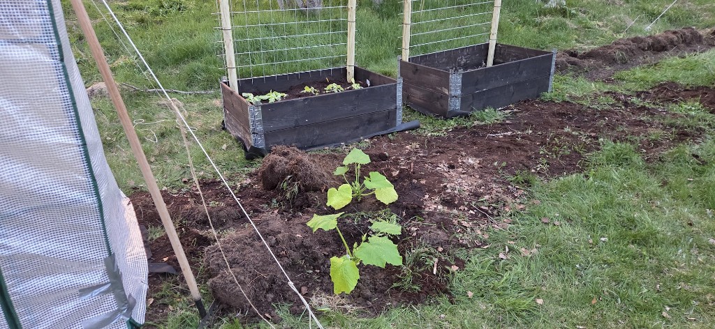 15 maj · Två plantor utplanterade på landet