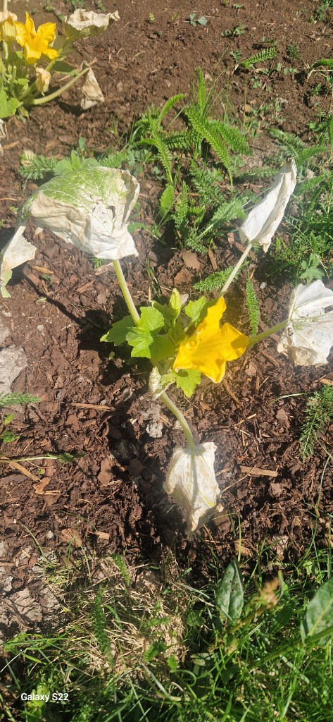 28 maj · Kajsa ❤️ — blommar i friland trots solbrända blad
