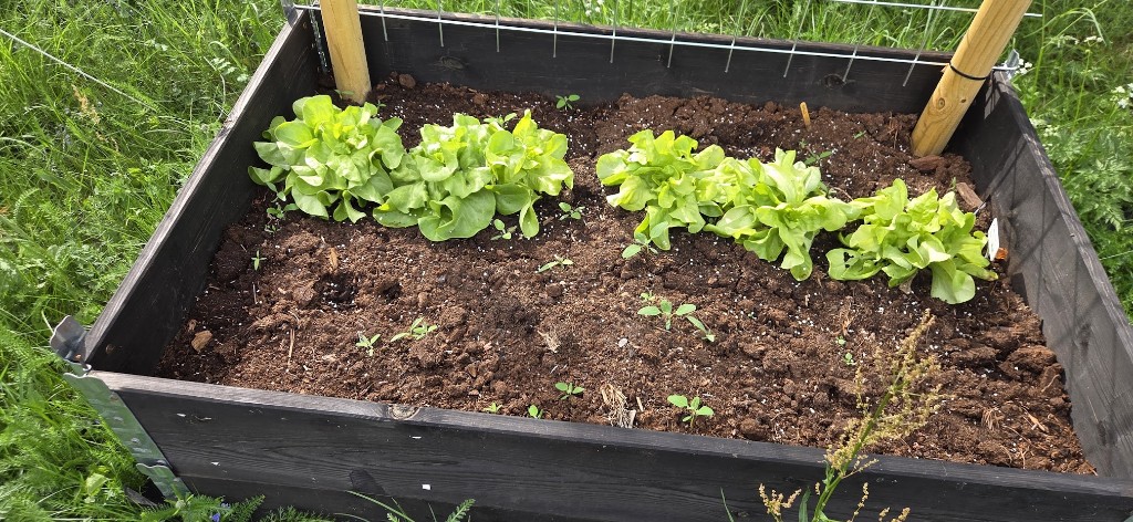 5 juni · Salladen i pallkragen — överlevde och provsmakades till maten