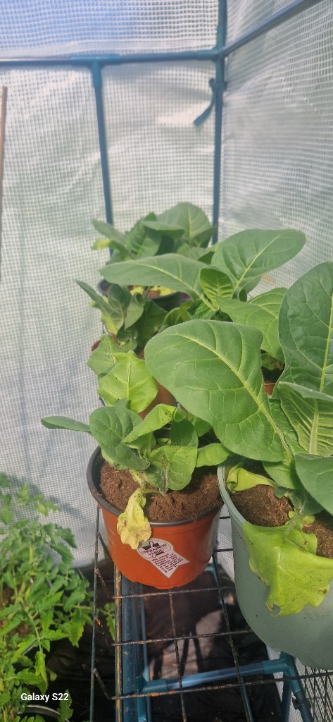 28 maj · Kajsa ❤️ — plantorna växer på