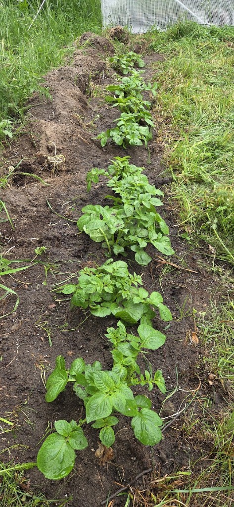 Potatis